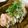 低カロ探検隊's cooksnap of when they made 晩ご飯に！長芋の大葉とタラマヨソースかけ.