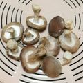 女帝蜂蜜✨料理研究所's cooksnap of when they made 干し★きのこ.