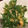 クックMY6OZ4☆'s cooksnap of when they made ピーマンとパクチーの玉子炒め.