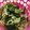 kijuhyt's cooksnap of when they made 冬～春菊と大根のさっぱり酢の物♪.