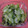 ☆みやこママ☆'s cooksnap of when they made ★簡単★きゅうりとワカメの酢の物.