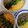 年子男子のマミー's cooksnap of when they made 卵とひき肉のそぼろ丼♫.