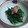 SachikoS's cooksnap of when they made ほうれん草の練り胡麻はちみつあえ.