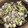 おぎぎり's cooksnap of when they made 1才～の幼児食に☆豆苗の卵とじ.