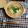 Tiiiiko's cooksnap of when they made ピリ辛胡麻みそ豚もやし鍋.
