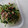 kiririko's cooksnap of when they made 節約【豆苗ともやしのしらすツナ醤油】.