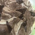 toyoane's cooksnap of when they made HM☆レンジで簡単マーブルスポンジケーキ.