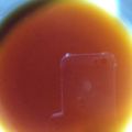 アトムガール's cooksnap of when they made 手作りシークヮーサーぽん酢ドレッシング.