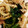 COOOTAN's cooksnap of when they made 牡蠣のバター炒め.