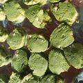 くまぬこʕ•ᴥ•ʔ's cooksnap of when they made しっとり抹茶のアイスボックスクッキー.