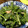 せつせつせつ's cooksnap of when they made 簡単！おいしい！春菊とツナのサラダ.