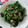 アリサとはるか's cooksnap of when they made ほうれん草とツナのお浸し.