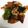 konakiti's cooksnap of when they made 豚の生姜焼き★.