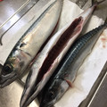 ぺこJ's cooksnap of when they made ハサミだけ、簡単な鯖のさばき方.