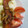 ☆マイマイママ☆'s cooksnap of when they made 簡単☆シャケときのこの照り焼きランチ.