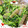 Emiii28's cooksnap of when they made コンニャクと豆苗のきんぴら.