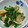 カバゴン's cooksnap of when they made 豚肉と春菊のカレー風味炒め.