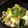 ポール・スギス's cooksnap of when they made フライパンで簡単！焼き鳥丼.