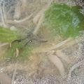 MIKOさん's cooksnap of when they made きのこと野菜のスープ.