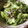 JHONAKO's cooksnap of when they made レタスとジャコのおひたし.