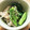 ちろ♡'s cooksnap of when they made 菜の花とえのきのおひたし.