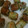 ☆ドキンちゃん☆”'s cooksnap of when they made 紅ショウガのちくわの磯辺揚げ.