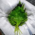 宝美空's cooksnap of when they made 大葉の保存方法.