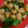 クック16AKO3☆'s cooksnap of when they made 鶏ぼんじりの塩焼きの春菊サラダ添え.