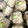 クックKO4A40☆'s cooksnap of when they made お家で簡単 手作り肉焼売.