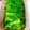 y7874s2's cooksnap of when they made 菜の花のおひたしと菜の花のからし和え.