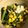 マダムキュリー's cooksnap of when they made 豚コマと葉物野菜の炒め物.