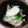 ひろりーた's cooksnap of when they made カブのサラダ.
