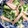 ほもさぴくろまによん's cooksnap of when they made 菜の花とハムのマヨ和え.