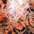 にゃにゃーん☆'s cooksnap of when they made 簡単♫ある物で！温か♡たぬき塩こんぶ丼.