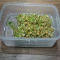 さとみんちゃちゃちゃ's cooksnap of when they made 豆苗保存法.