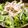 ちべターリー's cooksnap of when they made *基本の冷しゃぶサラダ*.
