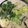 きっちゃんシェフ見習's cooksnap of when they made お味噌仕立ての豆乳鍋.