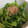 しずのんママ's cooksnap of when they made 【簡単5分】菜の花のおひたし、だし風味.