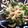 Sherish's cooksnap of when they made 菜の花と豚ミミガーの炒め物.