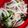 curisupin's cooksnap of when they made ヘルシー◎豚肉ときゅうりの酢の物.