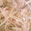 あらもーど好き's cooksnap of when they made 豚こま肉ともやしの炒め物.