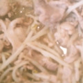 あらもーど好き's cooksnap of when they made 豚こま肉ともやしの炒め物.