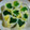 にゃ★にゃ's cooksnap of when they made ♡白菜と菊菜のお浸し♡.