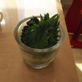 ラリー＆サラ's cooksnap of when they made 紫蘇もパセリも長持ち！.