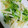 かおかなゆみ's cooksnap of when they made 節約レシピ♡豆苗と長芋の中華風炒め.