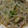 クックQNOM99☆'s cooksnap of when they made モヤシと豚肉、万能ネギの中華風スープ.