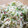 ガラクタコウカ。's cooksnap of when they made 切り干し大根の梅肉和え.