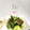 B_C_M's cooksnap of when they made きゅうりとザーザイの塩炒め.