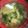 mcapちゅん's cooksnap of when they made みぶ菜と里芋の味噌汁.
