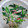 SoraｰRyu's cooksnap of when they made ベーコンとほうれん草ともやしの炒め物.